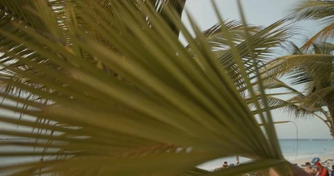 Palm Trees, Panning Down to Romantic Sunset Dinner on Beach, Slow Motion Stock Footage 112424481