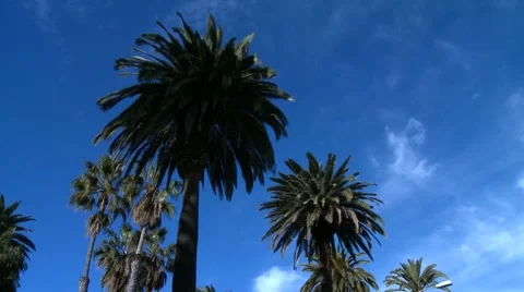 Palm trees panorama 스톡 동영상 52874501