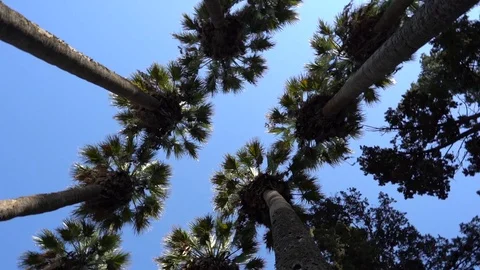 Palm trees panoramic from above 動画素材 108150360