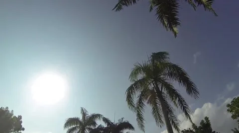 Palm trees in paradise 스톡 동영상 50543961