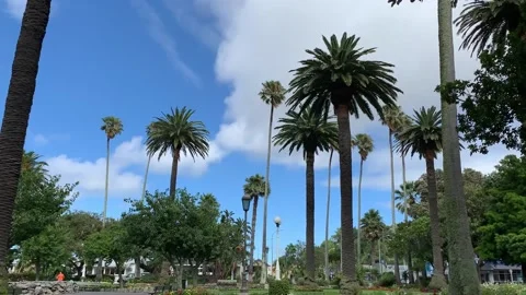 Palm Trees In The Park Stock Footage 143202739