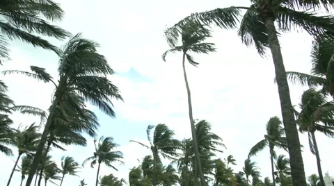 Palm trees in a park in Miami Video stock 38126665