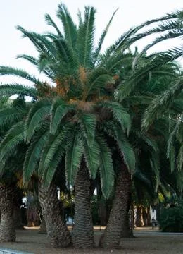 Palm trees in the park Stock Photos