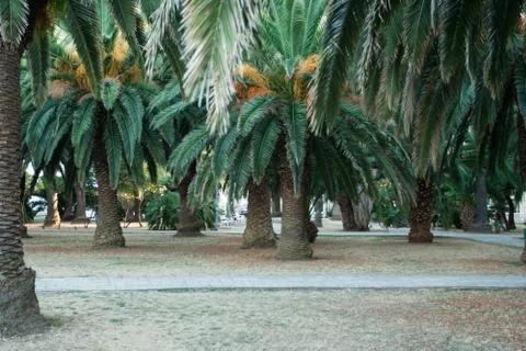 Palm trees in the park Stock Photos