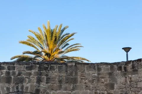 Palm trees in a park Stock Photos
