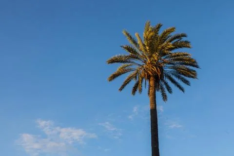 Palm trees in a park Foto stock