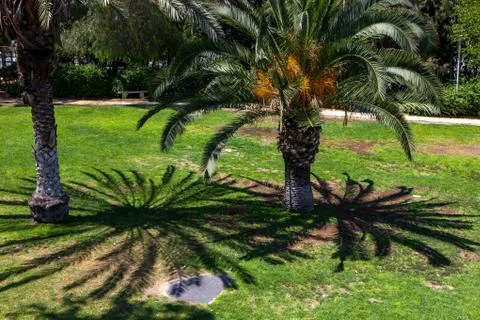 Palm trees in a park Stock Photos