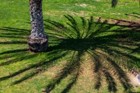 Palm trees in a park Stock Photos