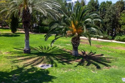 Palm trees in a park Stock Photos