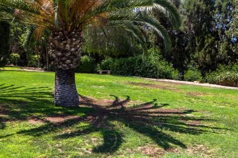 Palm trees in a park Foto stock