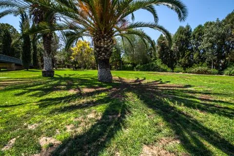 Palm trees in a park Stock Photos