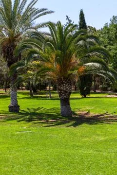 Palm trees in a park Stock-Fotos