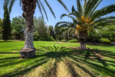 Palm trees in a park Stock Photos