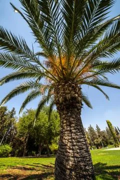 Palm trees in a park Stock Photos