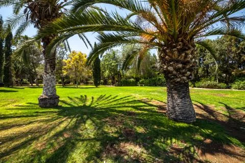 Palm trees in a park Stock Photos