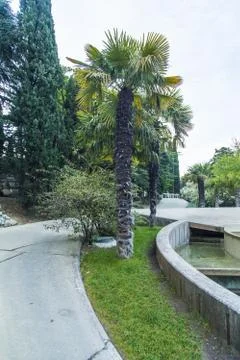 Palm trees in park Stock Photos