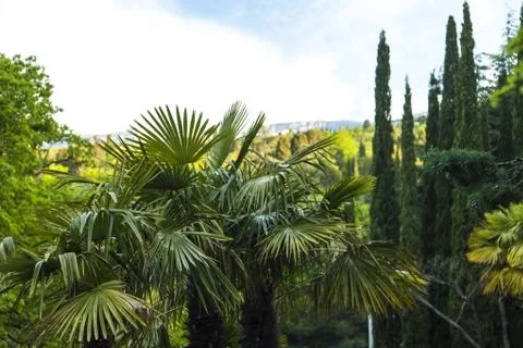 Palm trees in park Stock Photos