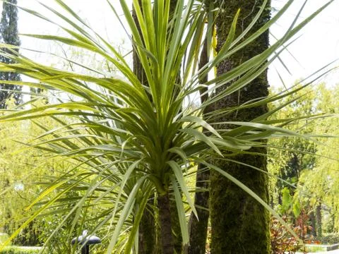 Palm trees in park Stock Photos