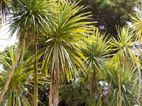 Palm trees in park Stock Photos