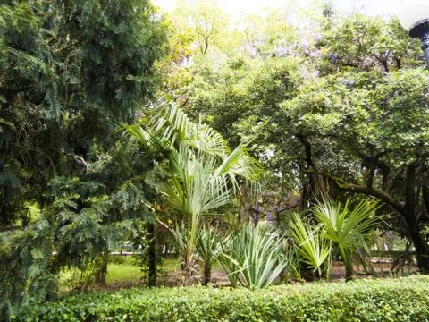 Palm trees in park Stock Photos