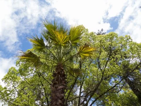 Palm trees in park Stock Photos