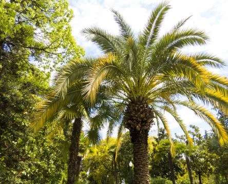 Palm trees in park Stock Photos