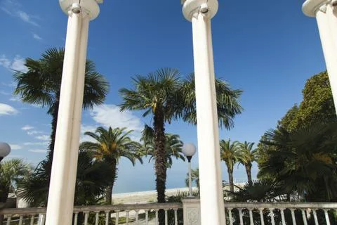 Palm trees in park Stock Photos