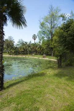 Palm trees in park Stock Photos