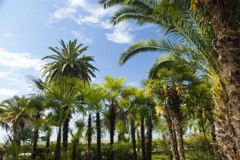 Palm trees in park Stock Photos