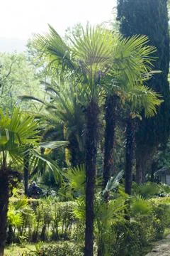 Palm trees in park Stock Photos