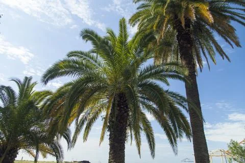 Palm trees in park Stock Photos