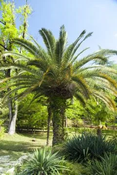 Palm trees in park Stock Photos