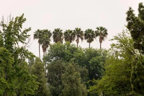 Palm trees in the park Stock Photos