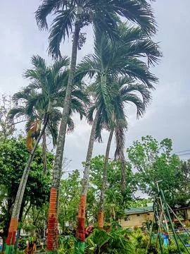 Palm trees in the park Photos