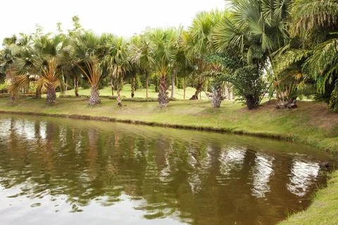 Palm trees in the park with a riverbed Stock Photos