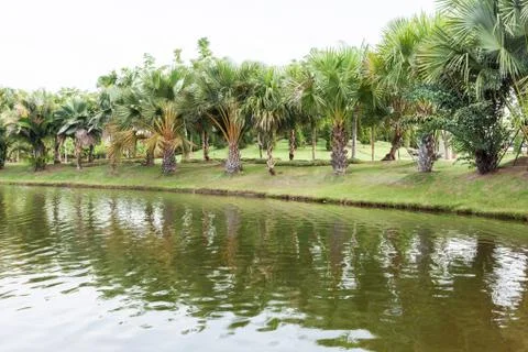 Palm trees in the park with a riverbed Stock Photos