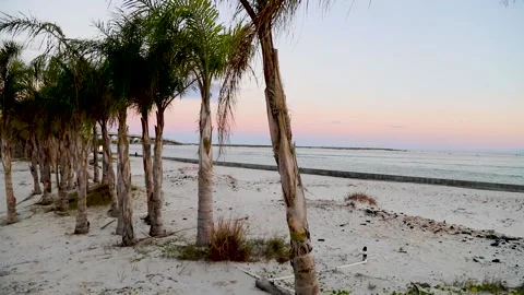 Palm trees at the Pass at Orange Beach alabama during sunset Stock Footage 139850507
