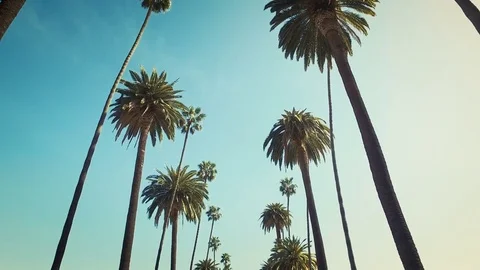 Palm trees passing by a blue sky. Los Angeles, California. Stock Footage