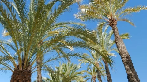Palm trees passing by a blue sky Stock Footage 102649778