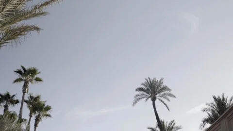 Palm trees passing by a blue sky in a palace. The camera turning around in slow Stock Footage 108062888