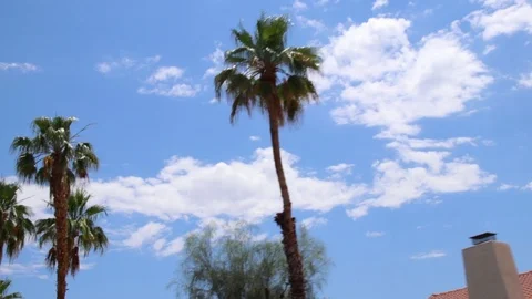 Palm Trees Passing By A Blue Sky. Los Angeles, California. Stock-Footage 115613028