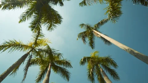 Palm Trees Passing by a Blue Sky. Driving Through the Sunny Day Green. Camera Stock Footage 126949819