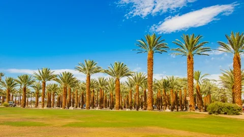 Palm trees passing by a blue sky Stock Footage 128131132