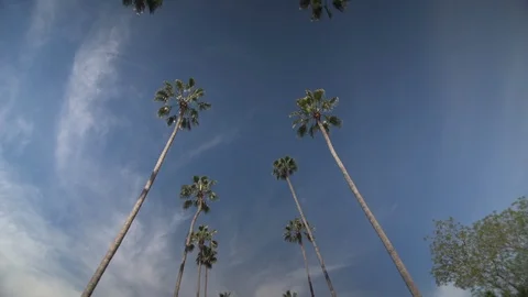 Palm trees passing by a blue sky, Los Angeles, California. Stock Footage 129836436