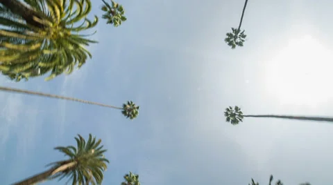 Palm Trees Passing Overhead on Sunny Day - upward angle from moving car Stock Footage 35899279