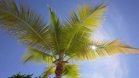 Palm Trees Passing by Under Sunny Blue Skies. Windy Video stock 166447899