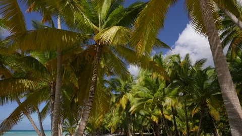 Palm Trees - Perfect palm trees against a beautiful blue sky. Paradise Dominican Stock Footage 166341564