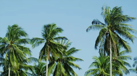 Palm Trees in Phang Nga Video stock 51114599