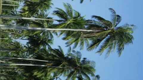 Palm Trees in Phang Nga Stock Footage 51826416