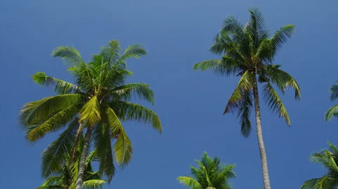 Palm trees on Phi Phi Stock Footage 51111394